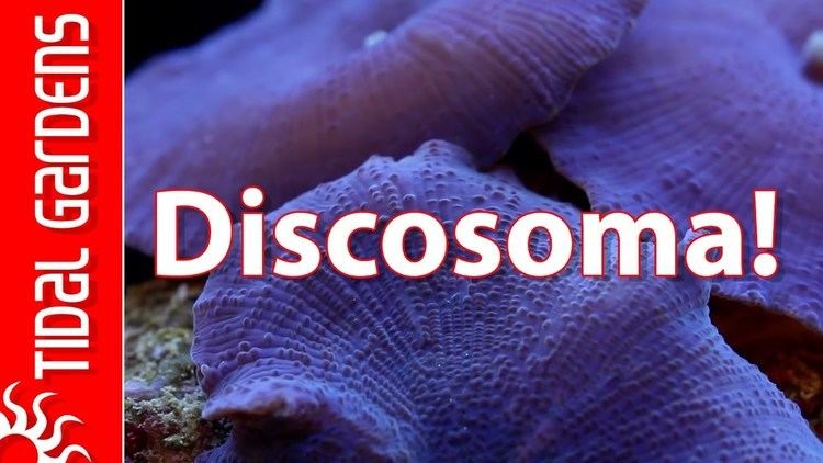Discosoma Discosoma Mushrooms YouTube