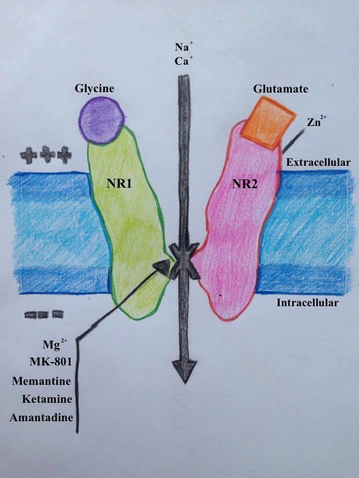 Discovery and development of memantine and related compounds