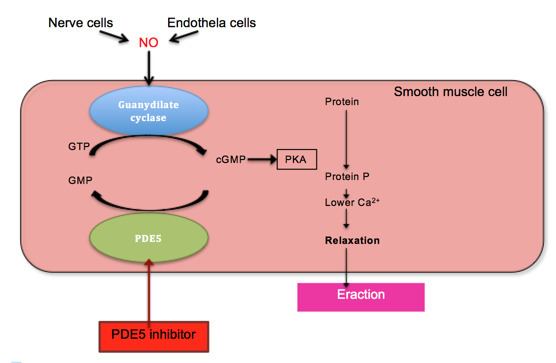 Discovery and development of phosphodiesterase 5 inhibitors