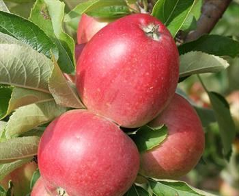 Discovery (apple) Discovery apple trees for sale Buy online Friendly advice
