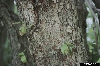 Discula destructiva dogwood anthracnose Discula destructiva Redlin