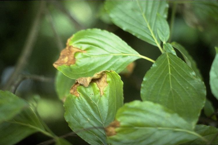 Discula destructiva Dogwood anthracnose