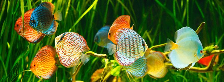 Discus (fish) Jack Wattley Discus Fish Affordable Wild And Hybrid Discus Fish