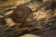 Discus (gastropod) httpsuploadwikimediaorgwikipediacommonsthu