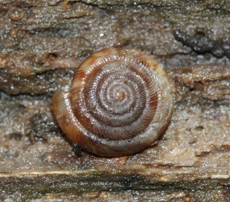 Discus rotundatus Rounded Snail Discus rotundatus NatureSpot