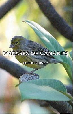 Diseases of Canaries t1gstaticcomimagesqtbnANd9GcTkkTZfXIVvadOBUI