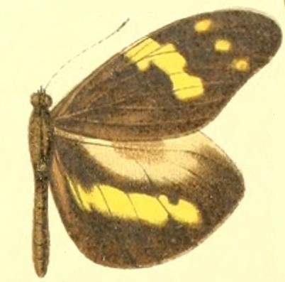Dismorphia arcadia