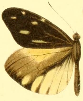 Dismorphia lewyi