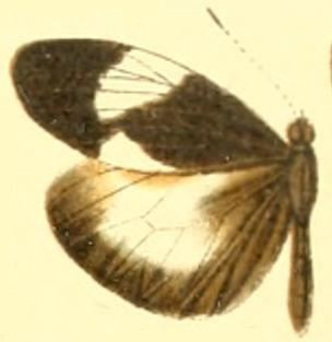 Dismorphia lysis