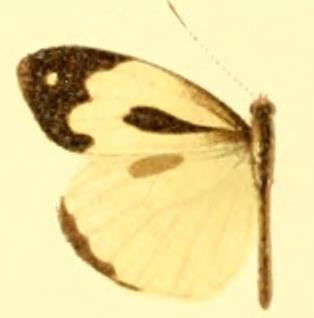 Dismorphia thermesia