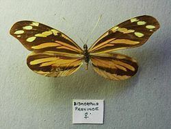 Dismorphiinae httpsuploadwikimediaorgwikipediacommonsthu