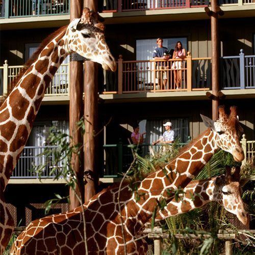 Disney's Animal Kingdom Villas Disney39s Animal Kingdom Villas Kidani Village Dream Board