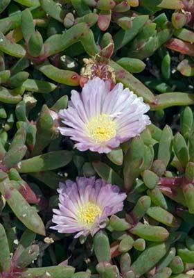 Disphyma Disphyma australe subsp australe New Zealand Plant Conservation