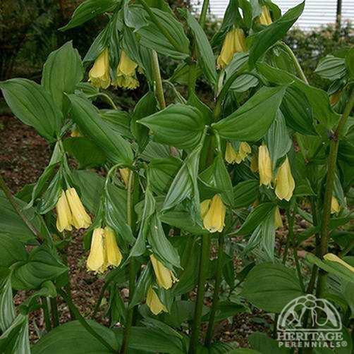 Disporum Plant Profile for Disporum flavens Yellow Fairy Bells Perennial