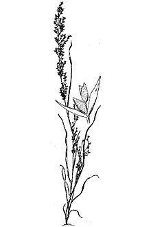Dissanthelium californicum httpsuploadwikimediaorgwikipediacommonsthu