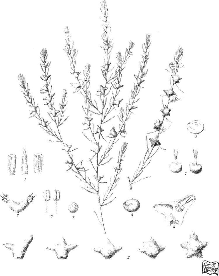 Dissocarpus biflorus