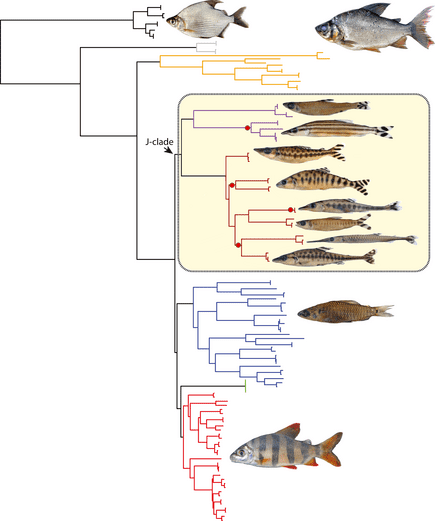 Distichodontidae Species New to Science Ichthyology 2014 DNA Barcoding reveals