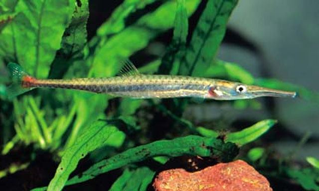 Distichodontidae Fish Identification