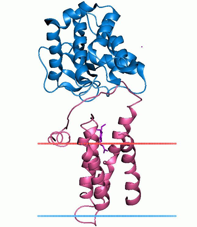 Disulfide bond formation protein B