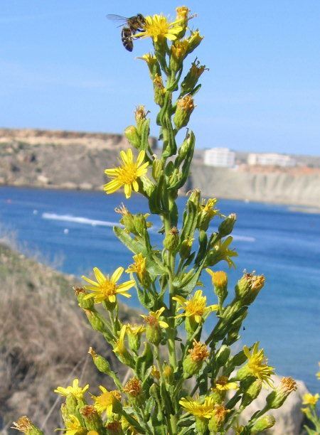 Dittrichia Wild Plants of Malta Plant Family Index