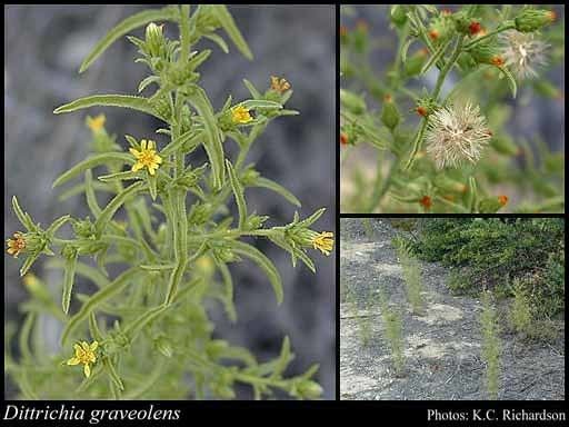 Dittrichia graveolens Dittrichia graveolens L Greuter FloraBase Flora of Western