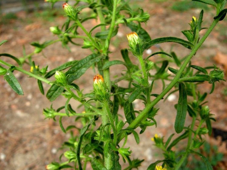 Dittrichia graveolens Dittrichia graveolens stinkwort Go Botany