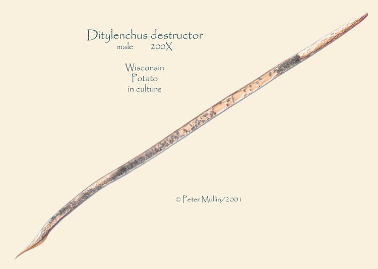 Ditylenchus destructor Ditylenchus destructor Specimen AY911959
