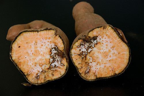 Ditylenchus destructor Ditylenchus destructor in sweet potato in Peng39s lab Bei Flickr