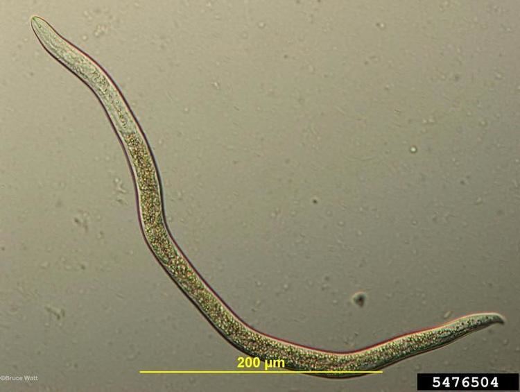 Ditylenchus dipsaci Stem and bulb nematode in garlic