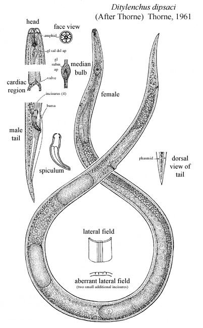 Ditylenchus dipsaci nematodeunleduditdipsdrwjpg