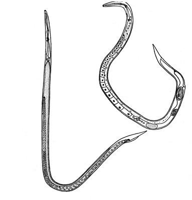 Ditylenchus dipsaci AgroAtlas Pests Ditylenchus dipsaci Kuhn Stem and Bulb