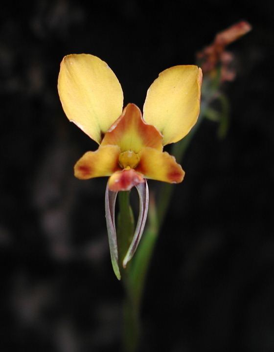 Diuris Orchids Gallery Diuris orientis 39Wallflower Orchid39