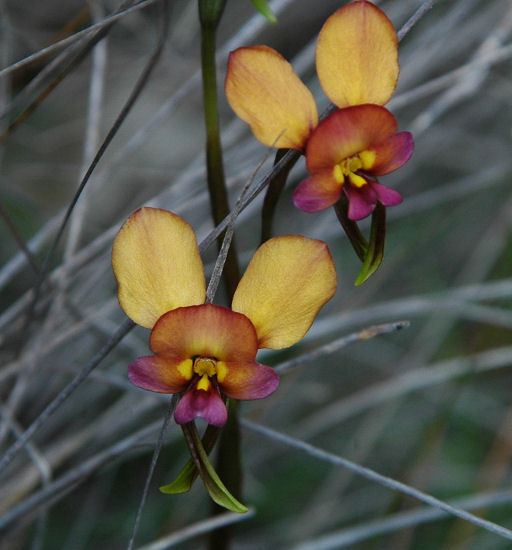 Diuris Pacific Bulb Society Diuris