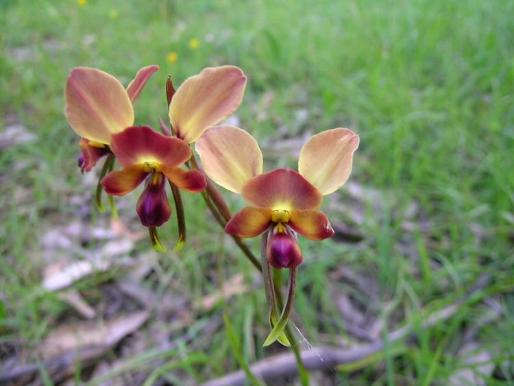 Diuris Diuris orientis Wikipedia