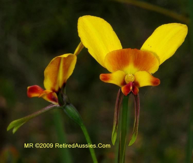 Diuris Tasmanian Orchids Diuris orientis Donkey Orchid Wallflower Orchid