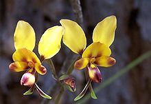 Diuris httpsuploadwikimediaorgwikipediacommonsthu