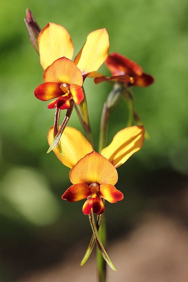 Diuris corymbosa Diuris corymbosa The Orchids of Western Australia