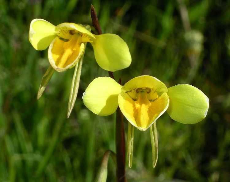 Diuris Diuris behrii Golden Cowslips