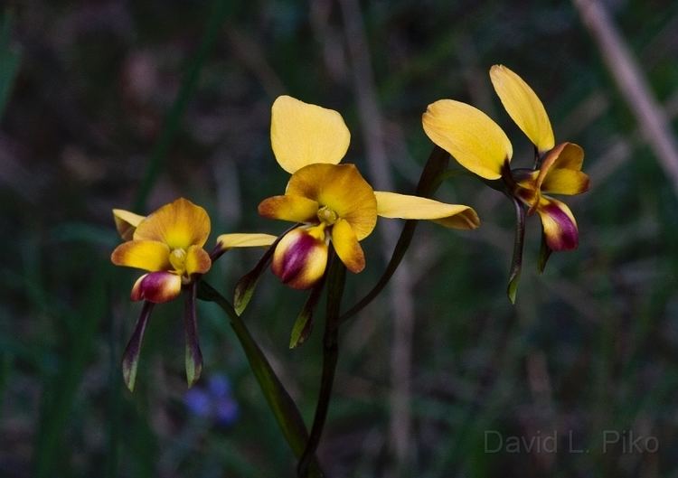 Diuris Mount Cannibal OrchidsDiuris orientis Wallflower Orchid Triplet
