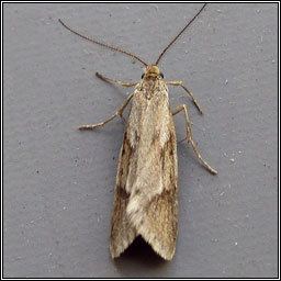 Diurnea Irish moths Diurnea lipsiella