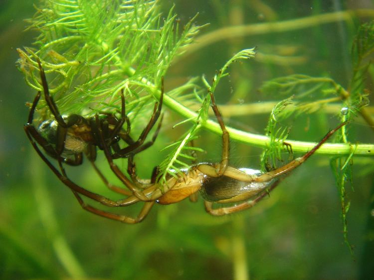 Diving bell spider Diving bell spider Wikipedia