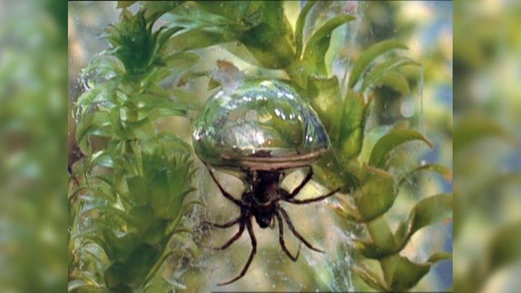 Diving bell spider Diving Bell Spider Thumbs Spider Nose at Rules Lives Underwater