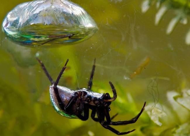 Diving bell spider Nature Blows My Mind The Strange SCUBADiving Spider TreeHugger