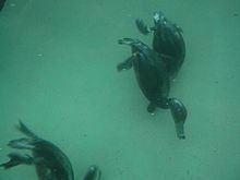 Diving duck httpsuploadwikimediaorgwikipediacommonsthu