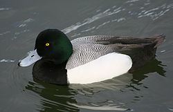 Diving duck Diving duck Wikipedia