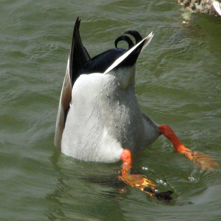 Diving duck An Introduction to Dabbling Ducks and Diving Ducks TrekOhio