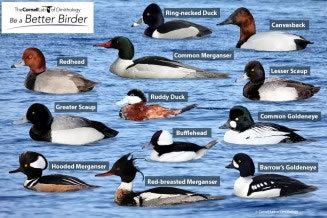 Diving duck Learn Your Ducks With the Male Diving Ducks Puzzle Bird Academy
