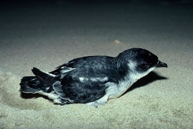 Diving petrel South Georgian diving petrel New Zealand Birds Online