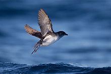 Diving petrel Common diving petrel Wikipedia