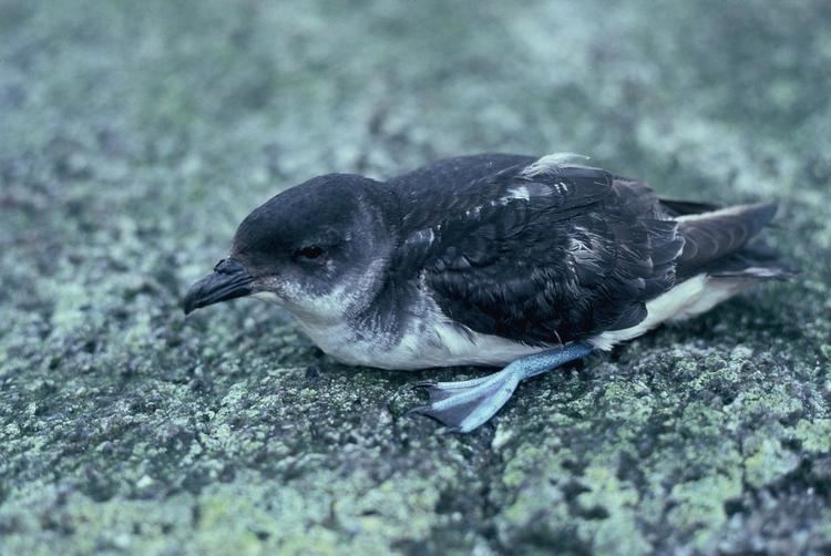 Diving petrel Common diving petrel New Zealand Birds Online